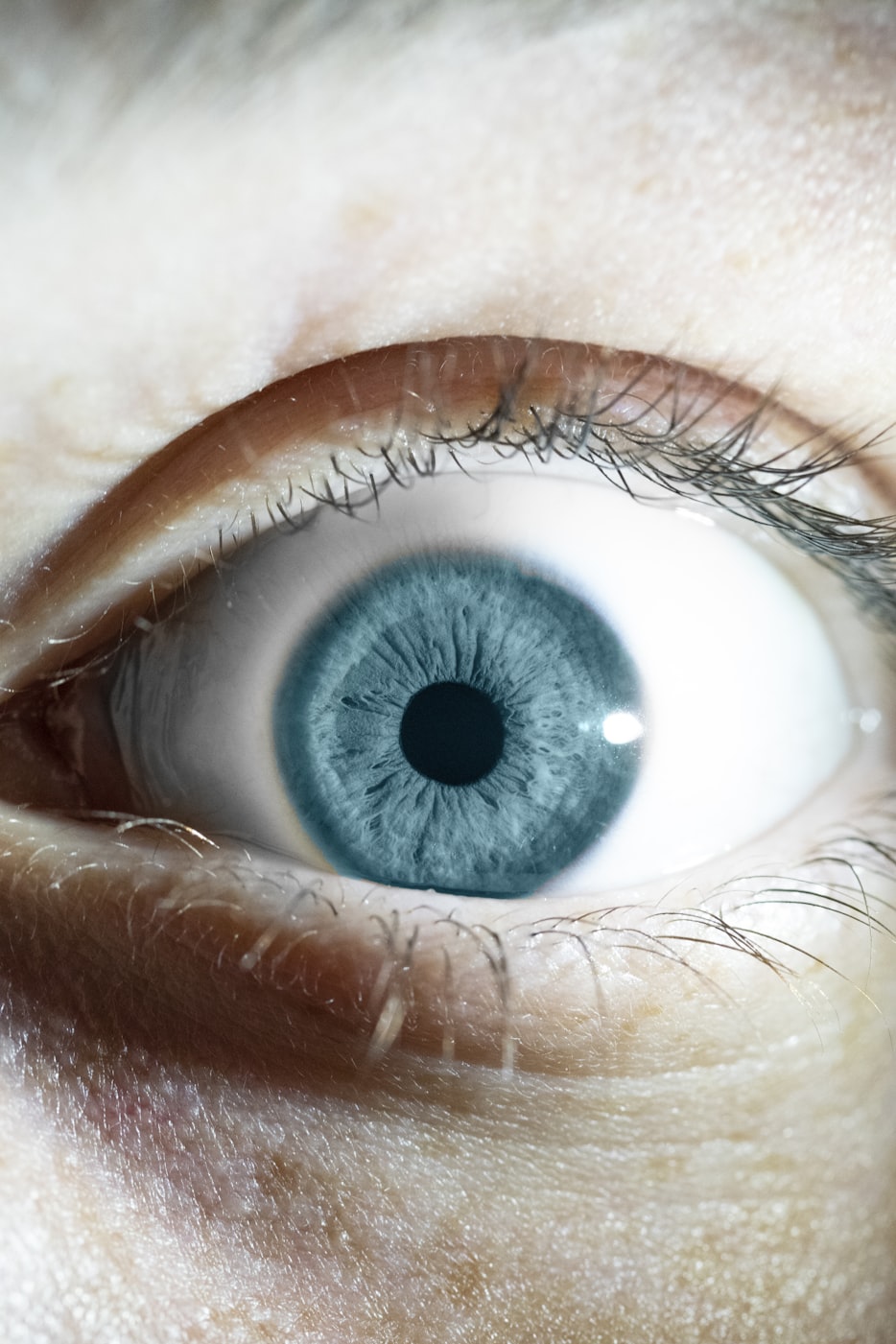 虎鲸的眼睛在哪里/虎鲸的眼睛是什么样子的 虎鲸的眼睛在哪里/虎鲸的眼睛是什么样子的