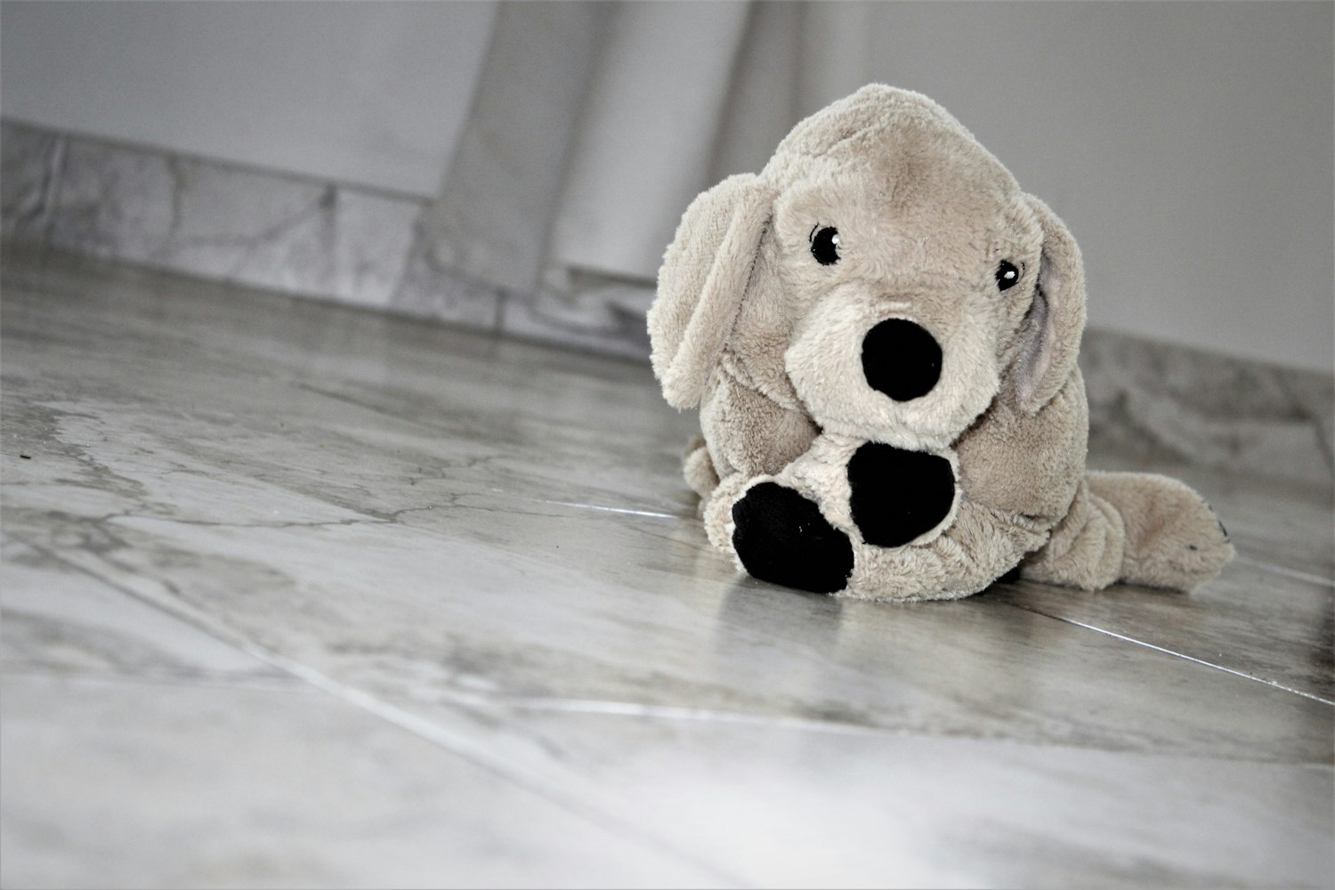 虎鲸的眼睛在哪里/虎鲸的眼睛是什么样子的 虎鲸的眼睛在哪里/虎鲸的眼睛是什么样子的