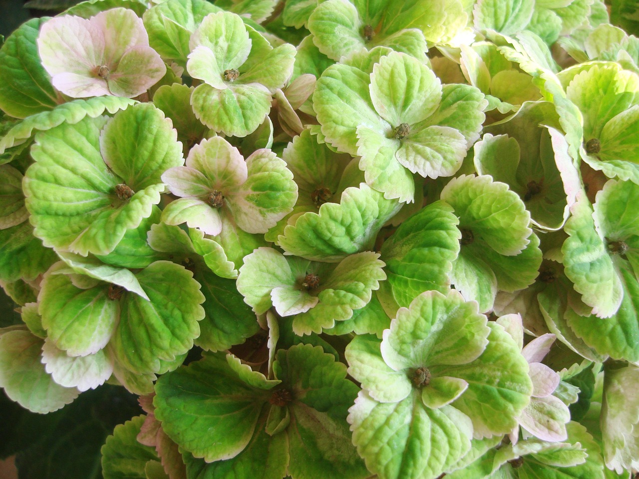 桌面游戏排名榜.桌面游戏软件？